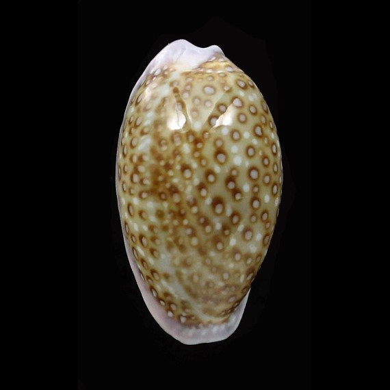 albuginosa 22,7mm