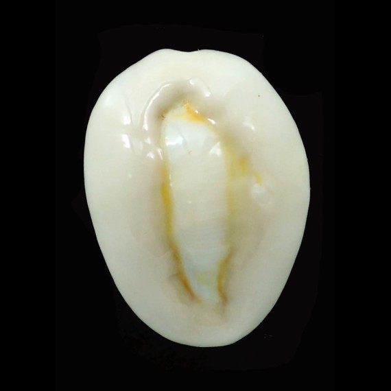 obvelata 24,0mm