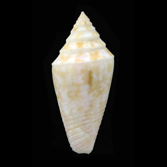 clarus segravei 34,4mm