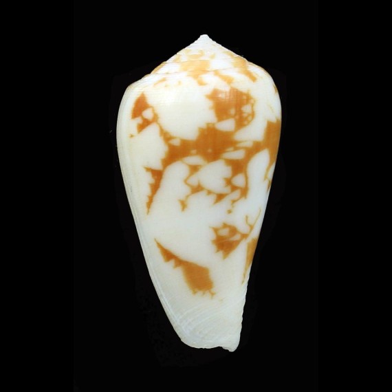 fischoederi 30,6mm