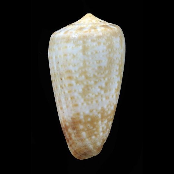 chiapponorum 44,1mm BIG