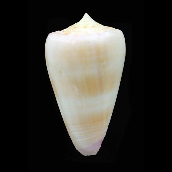 suturatus 37,8mm