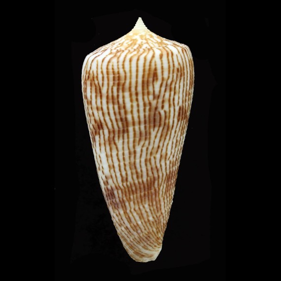 kuroharai 63,1mm