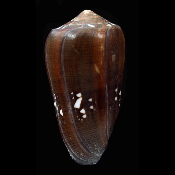 pseudoecho 69,1mm BIG