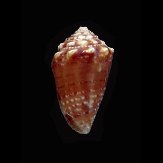 schirrmeisteri 10,3mm RARE
