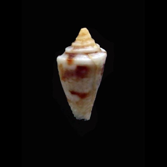 boschorum 7,5mm