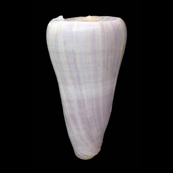 berdulinus 83,0mm