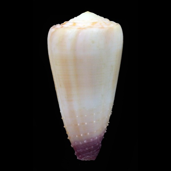 swainsoni 43,0mm