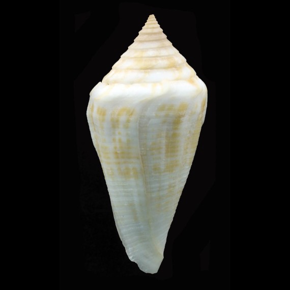 garciai 65,0mm GIANT