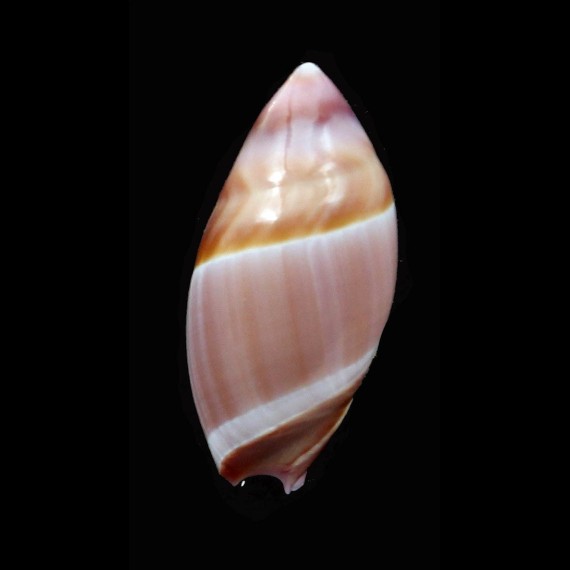 contusa 28,6mm