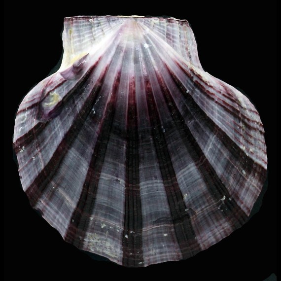 bifrons 62,0mm