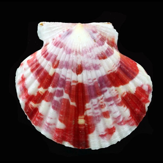 reevei 43,1mm
