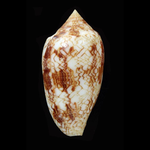 archiepiscopus 73,5mm SP