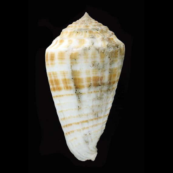 sulcatus samiae 85,7mm GIANT