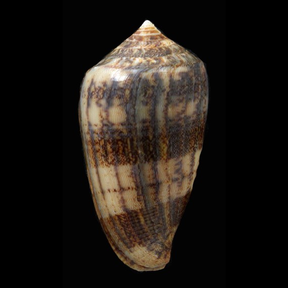 victoriae 56,2mm NICE