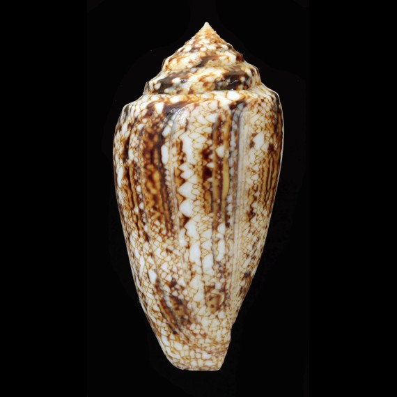 victoriae 65,7mm BIG