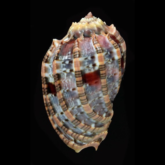 harpa 60,1mm