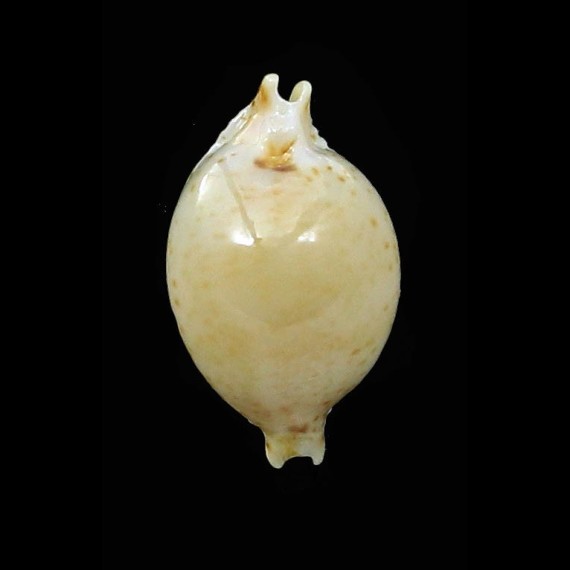 cicercula takahashii 16,2mm
