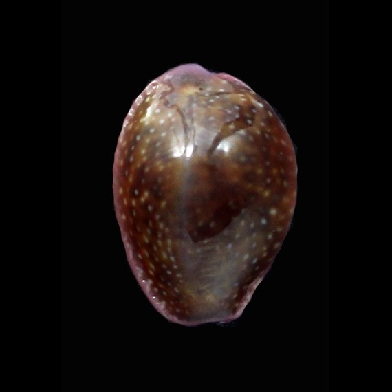 poraria scarabeus 18,0mm DARK