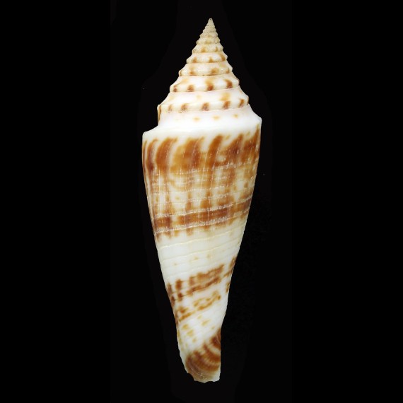 ichinoseana 72,7mm