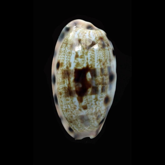 pellucens alisonae 29,7mm
