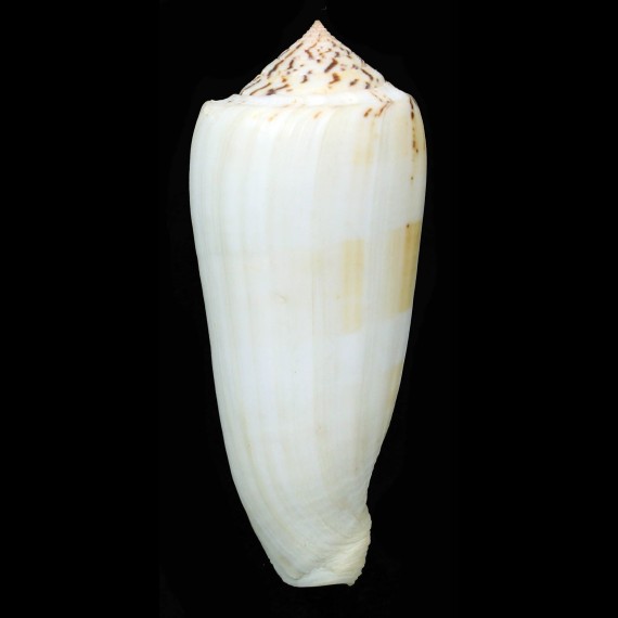 consors turschi 96,6mm GIANT