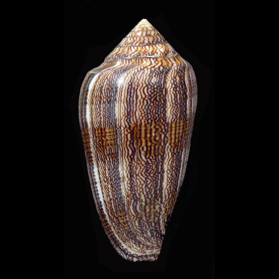 textile cholmondeleyi 64,1mm BIG