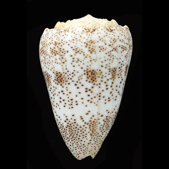 arenatus aequipunctatus 64,3mm