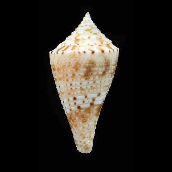 memiae 27,4mm