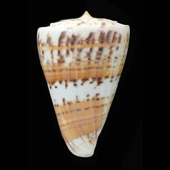 malacanus 68,7mm