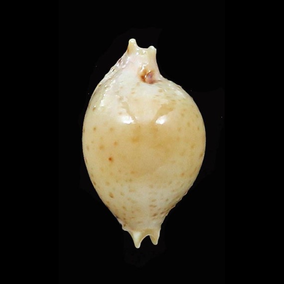 cicercula takahasi 16,1mm