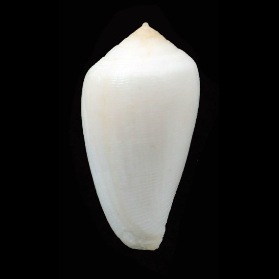 cocceus 41,8mm ALBINO