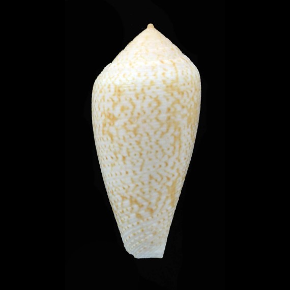 cocceus 40,0mm