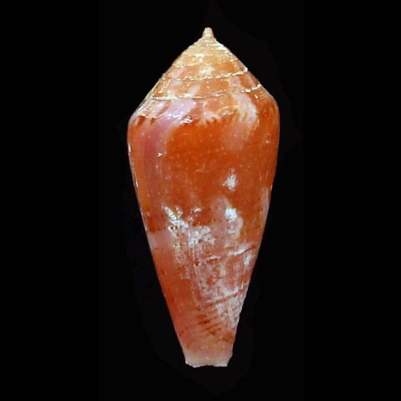coralinus 22,5mm
