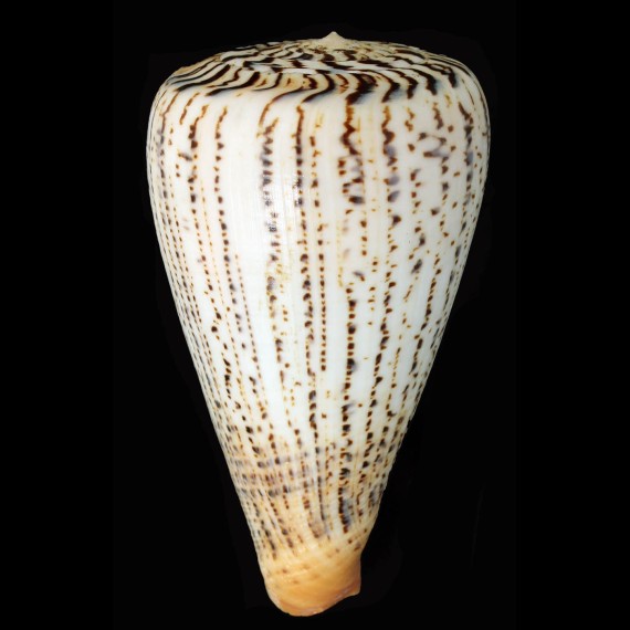 suratensis 127,5mm BIG