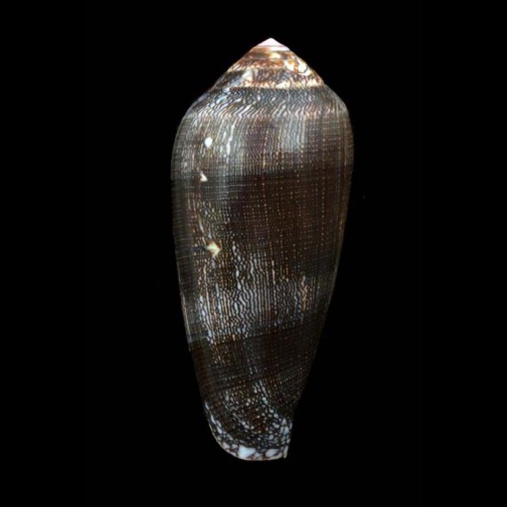 pennaceus elisae