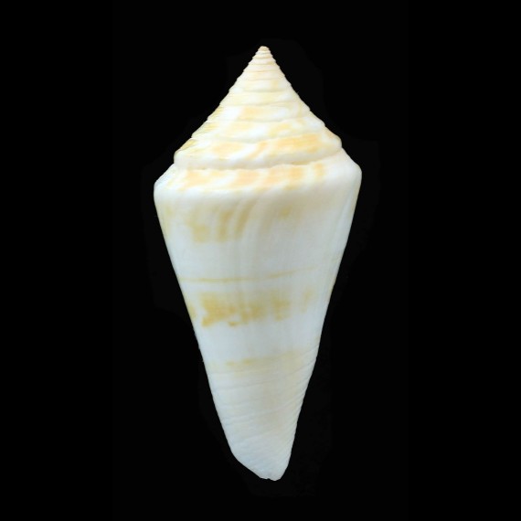 stimpsoni 57,6mm BIG