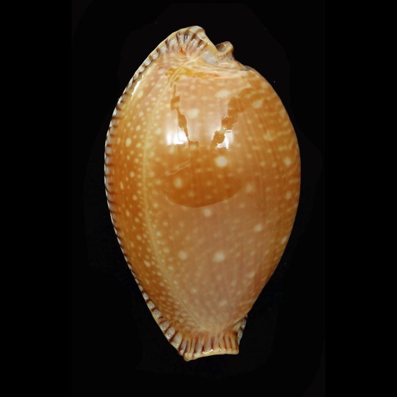 guttata surinensis 56,9mm