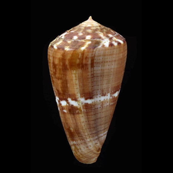 vittatus 47,2mm BIG