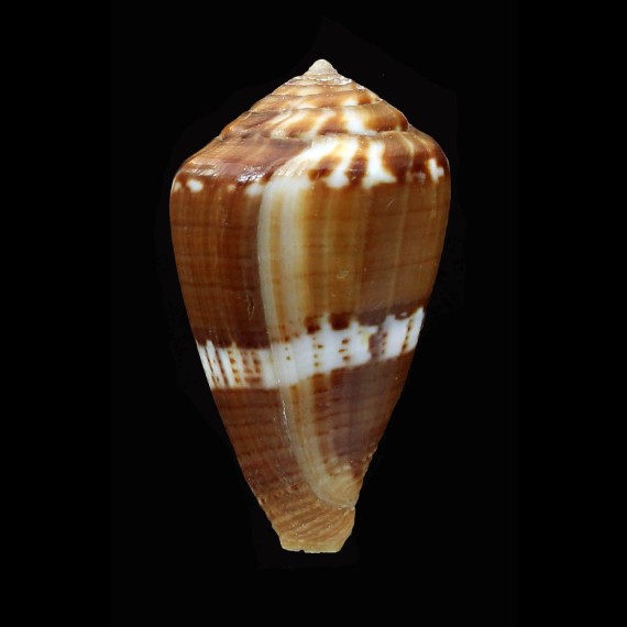 cumingii 37,6mm BIG