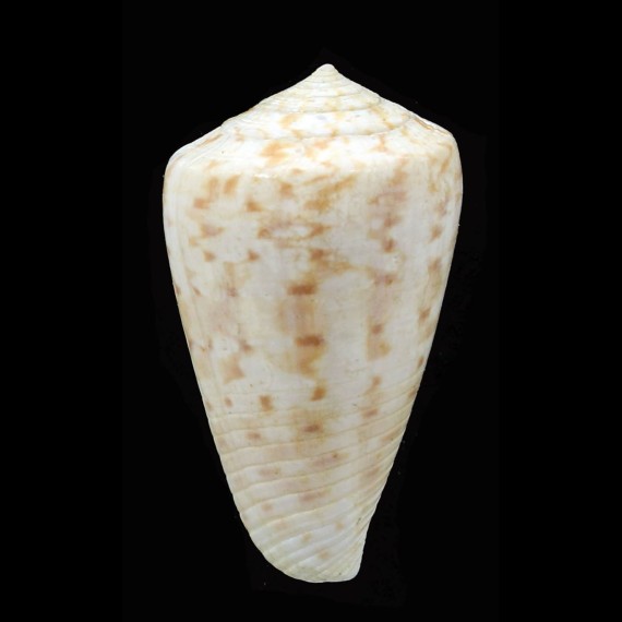 baeri 38,8mm RARE