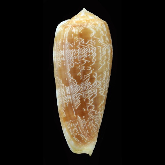 vicweei 81,1mm