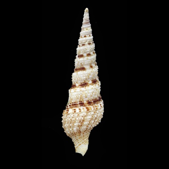 olangoensis 42,8mm