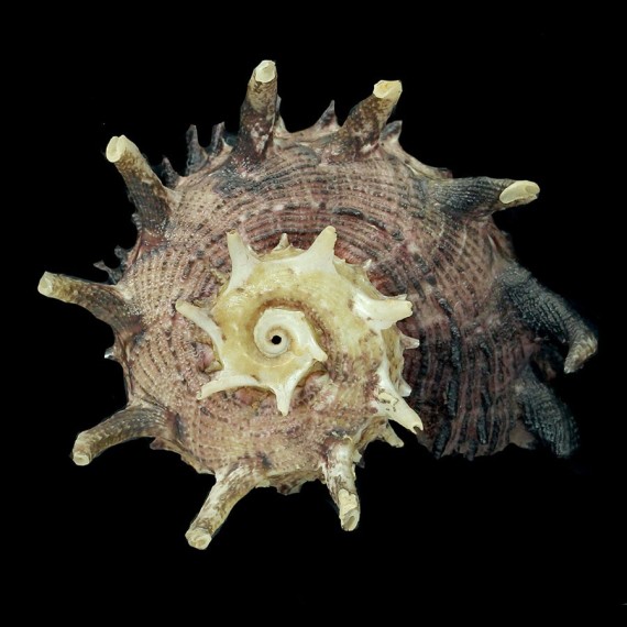 melanacantha 77,5mm BIG