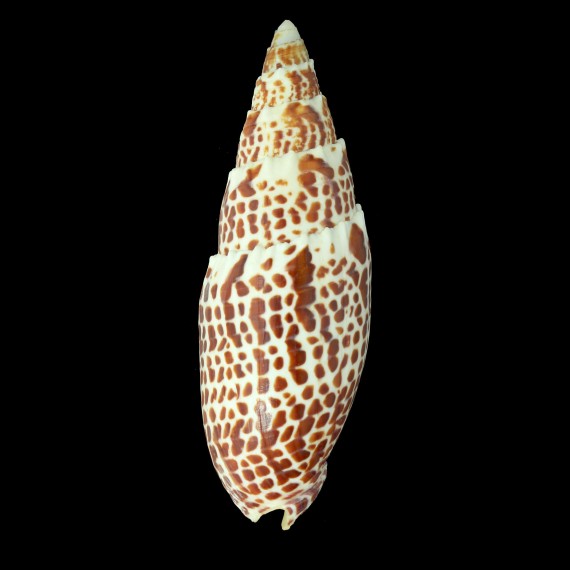 papalis 135,2mm BIG