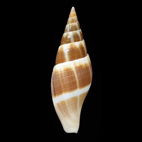 marrowi 65,0mm RARE AND BIG
