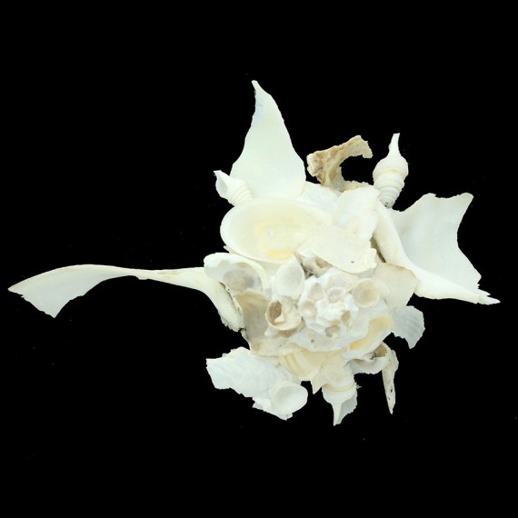 pallidula 153,10mm SPLENDID