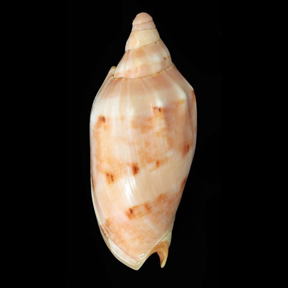 aulica malayensis 112,2mm