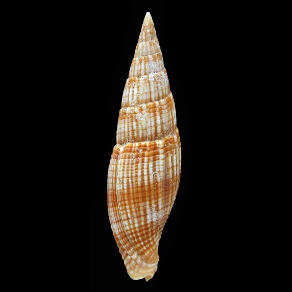 pyramis 62,1mm BIG