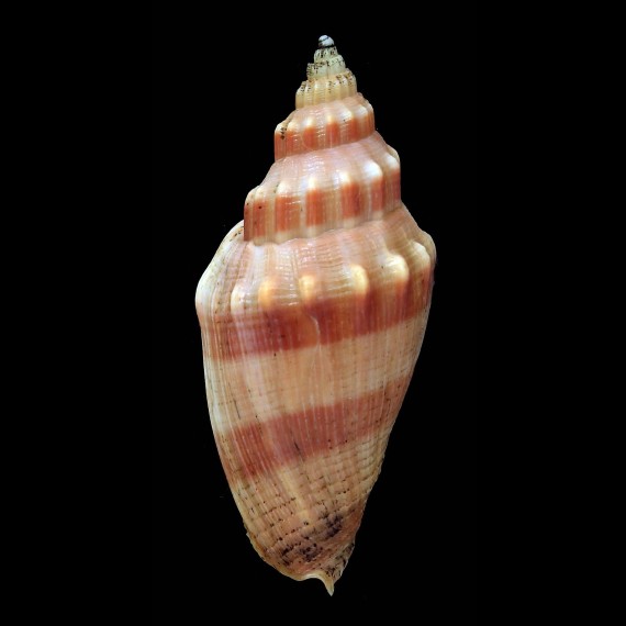 queketti 61,0mm